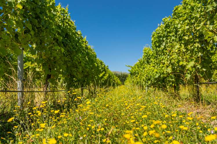 287 Brancott Road Fairhall_15