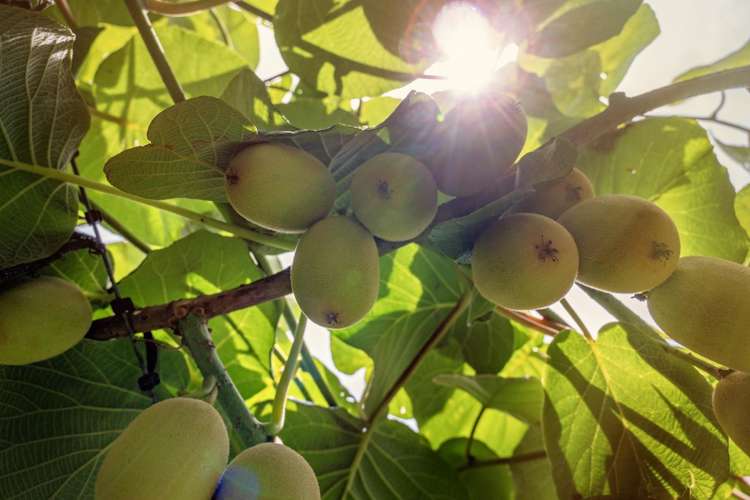 469 Western Drain Road Edgecumbe_6