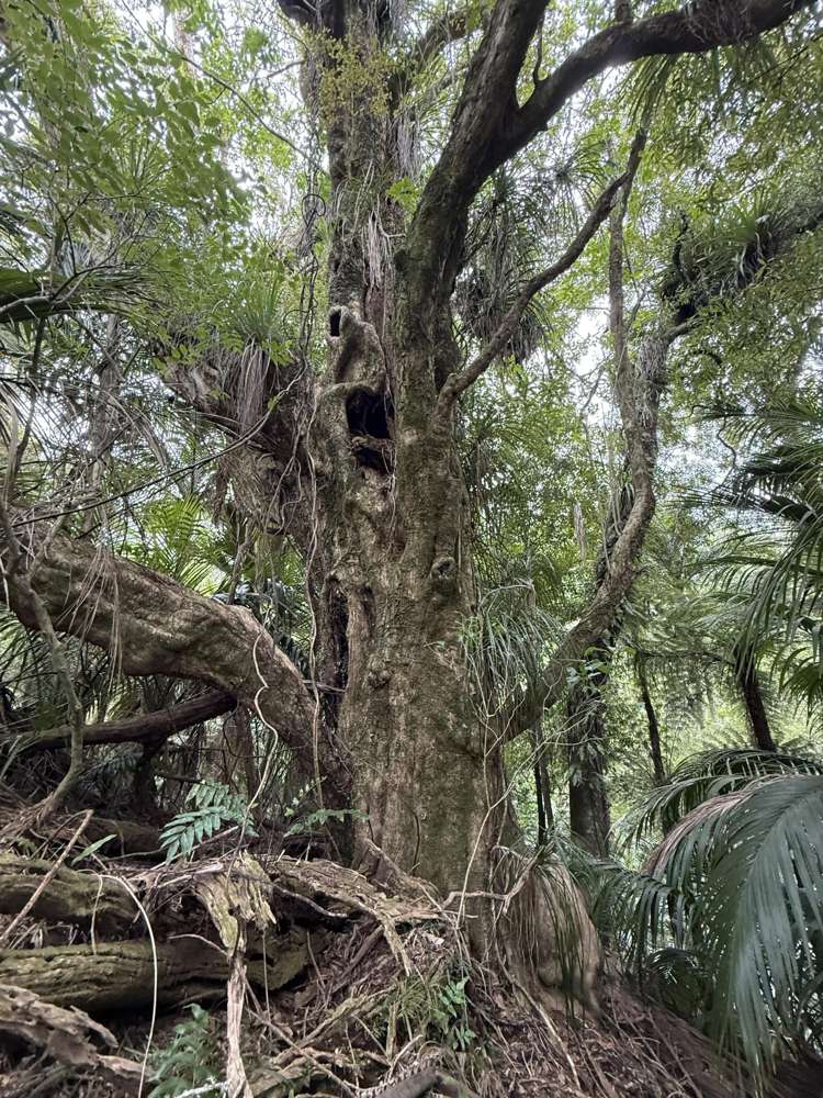- Waioeka Pa Road Opotiki_15