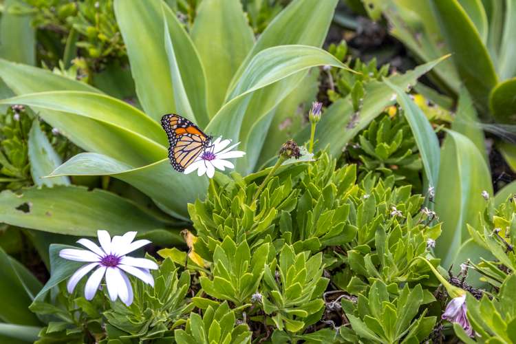 8 Wellington Road Surfdale_17