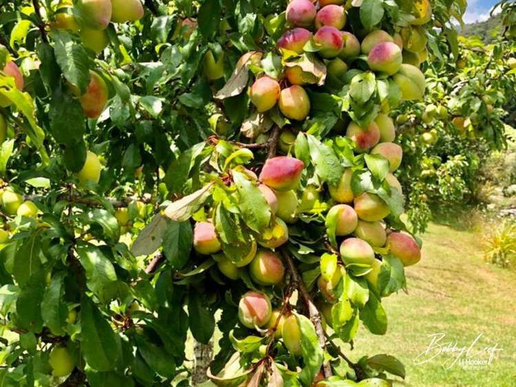 139 Warner Road Takahue_6