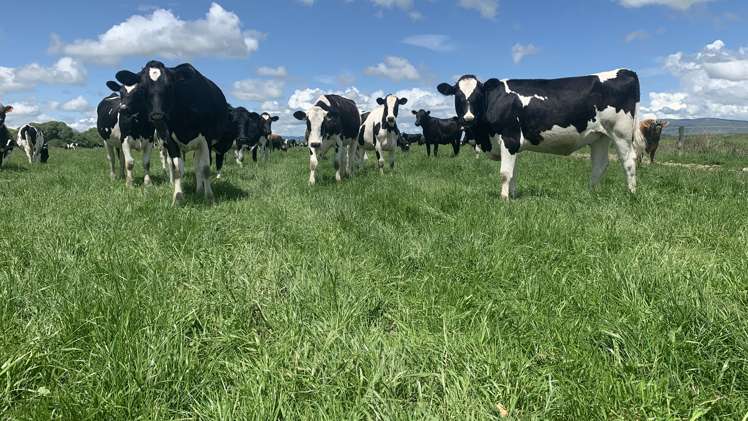 104 Irthing Street Castlerock_10