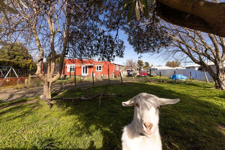 4 March Street Spring Creek_6