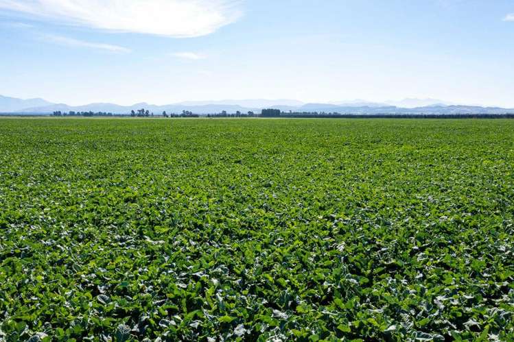 Morgans Road Hororata_10