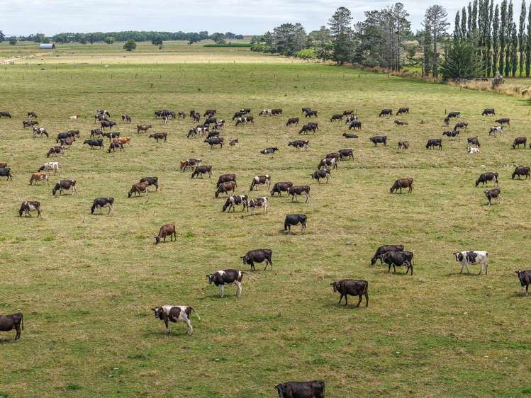 133 Hopai East Road Pipiroa_3