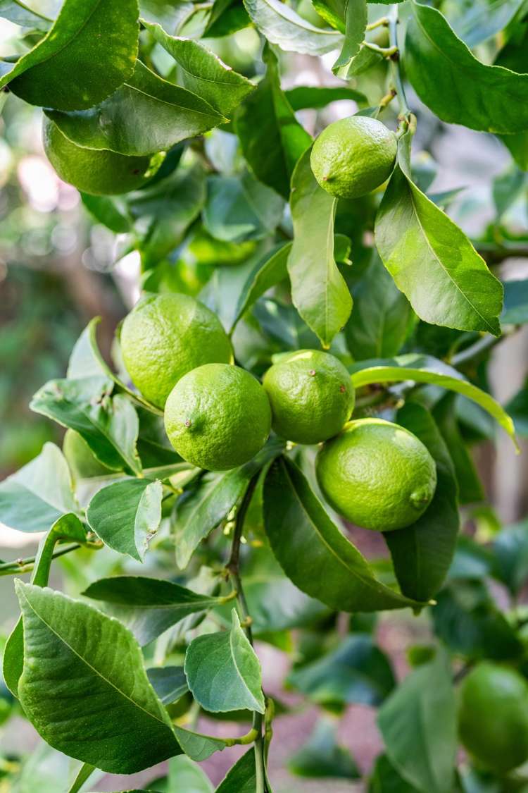 230B Rangi Avenue Whangamata_41