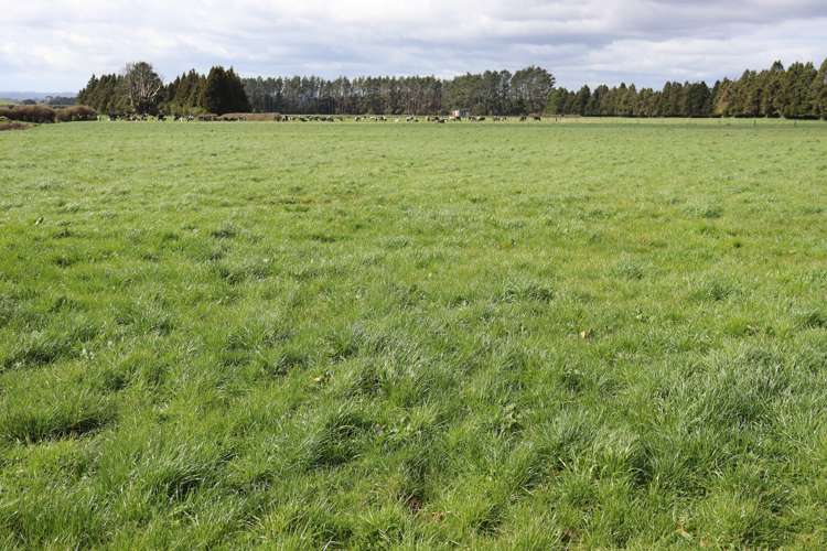 2403 Mountain Road Tariki_25