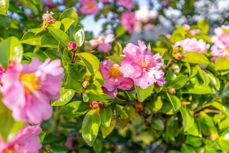 14 Queen Alexandra Street Masterton_20