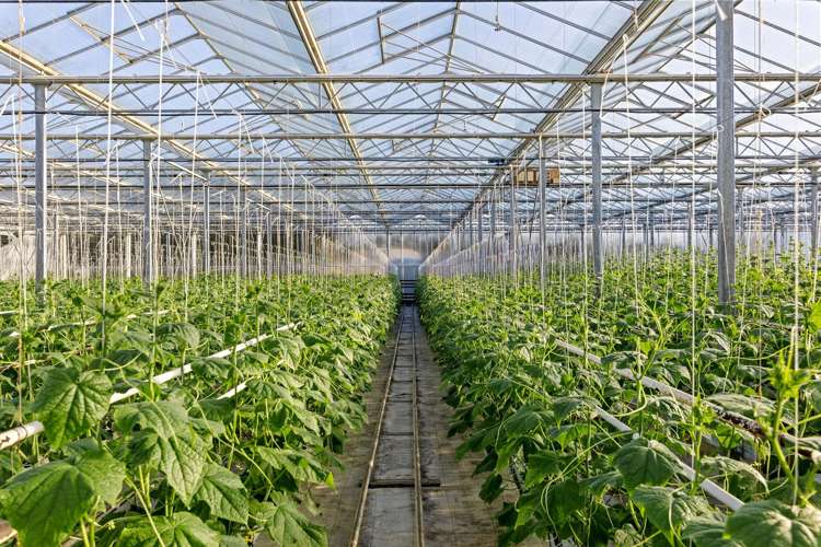 31 Madeleys Road Clarkville_14