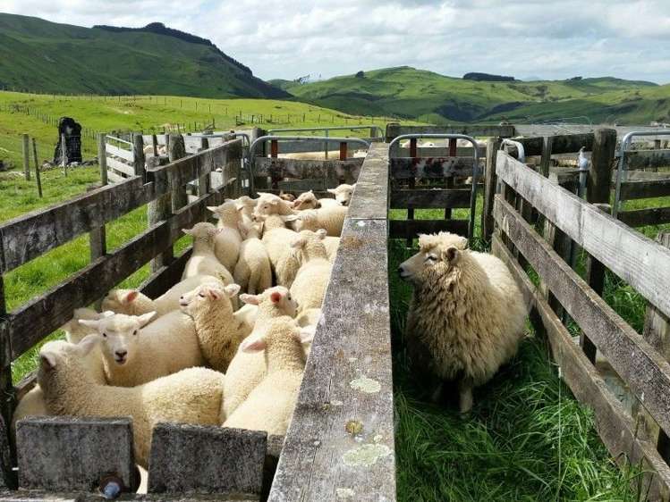 858 Oporae Road Weber_14