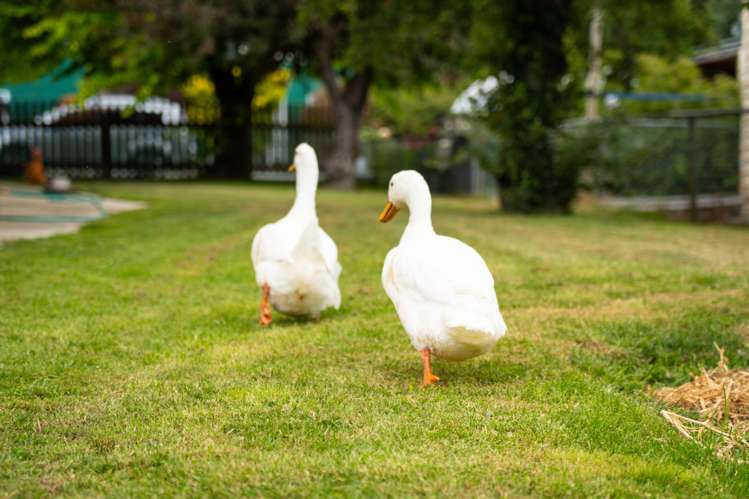 1 and 1a Davis Avenue Ranfurly_24