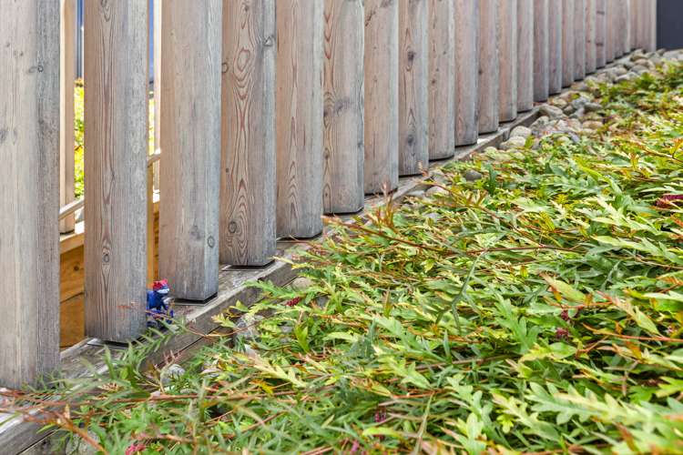 14 Seabreeze Way Raglan_31