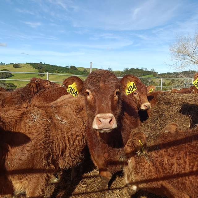 Prime Grazing Land with Plenty of Potential