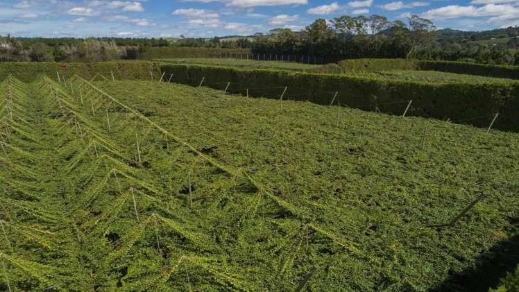 748 No 1 Road Te Puke_9