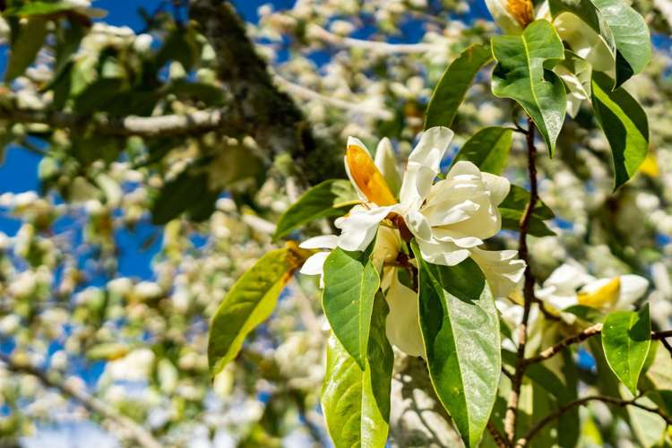 212 Staniforth Road Kaiwaka_32