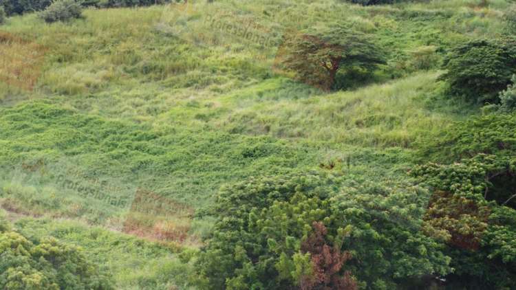 Address withheld Nadi_30