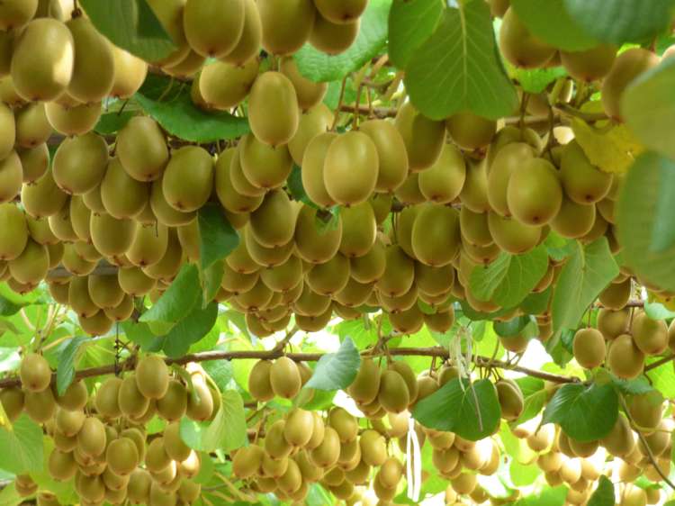 162 Pukeatua Road Maungatapere_7