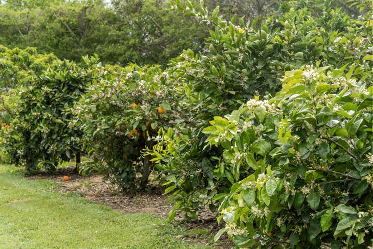 27 Dingle Road Morrinsville_39