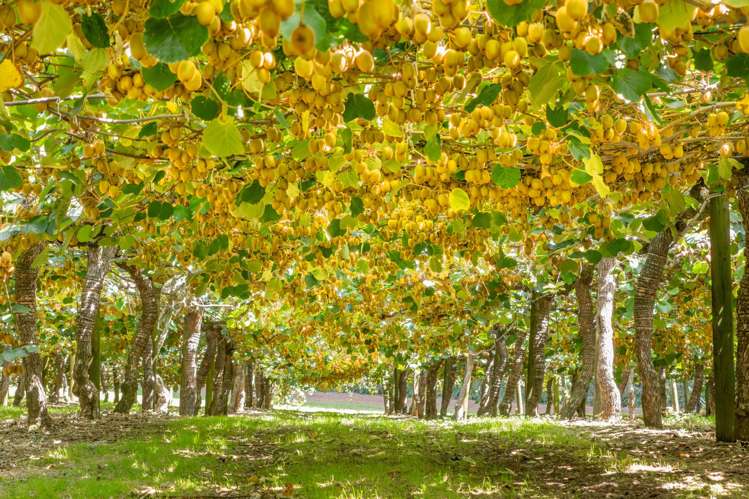 169 Kauri Point Road Tahawai_12