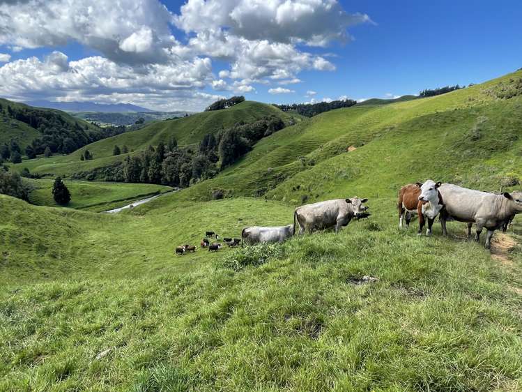 104 Tapuae Road Honikiwi_35