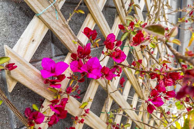 24 Te Kaeaea Crescent Wallaceville_15