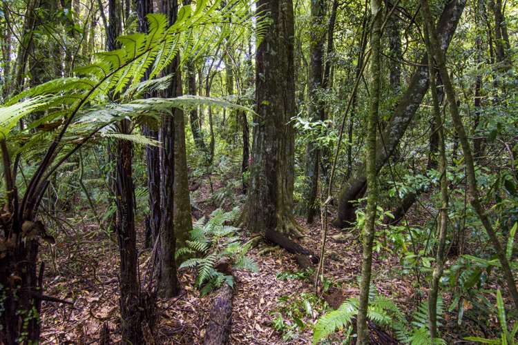 1179 Omanawa Road Kaimai_3