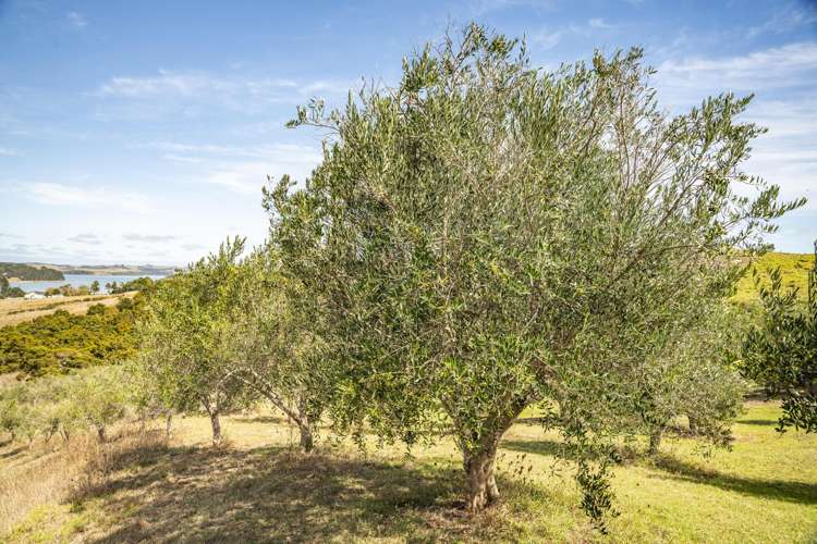 241D Heatley Road Whakapirau_24