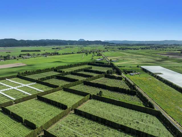 8ha of Bruno for New Grafting