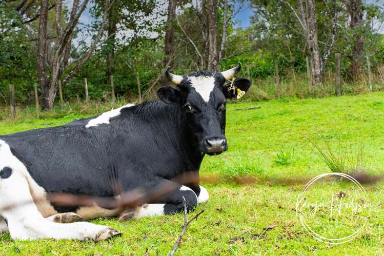 14 Woodland Road Maungaturoto_22