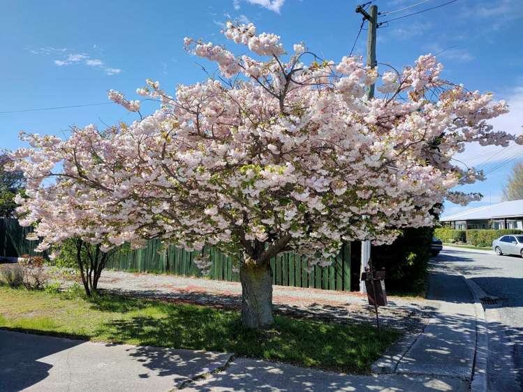 12 Theyers Street Alexandra_18