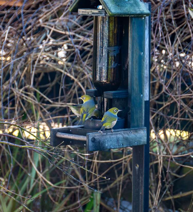 18c Marguerita Street Fenton Park_16