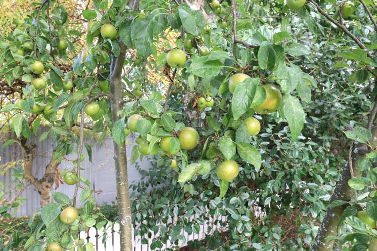 61 Banks Street Richmond_41