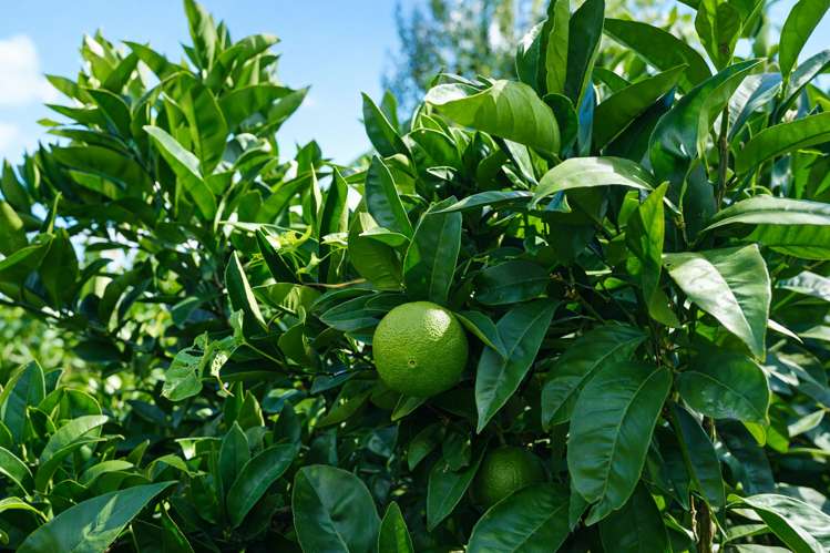 32 Rayner Road Huntly_25