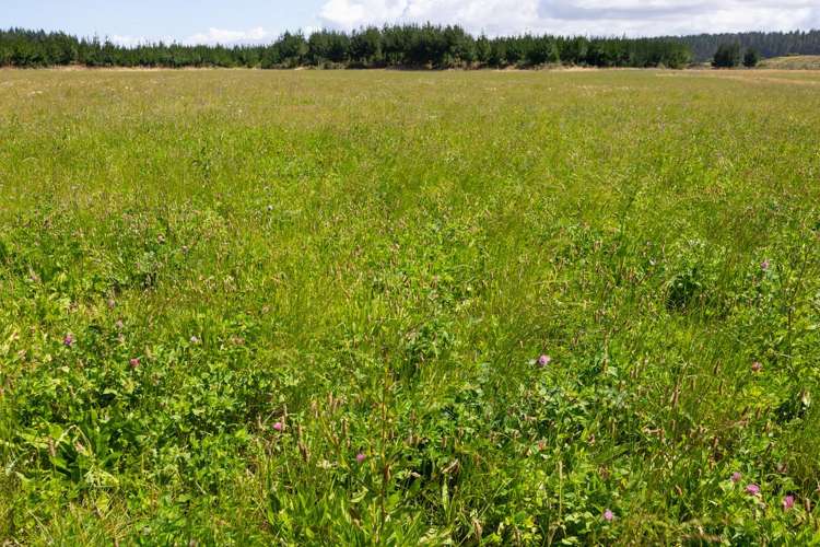 590 Brandon Hall Road Bulls_15