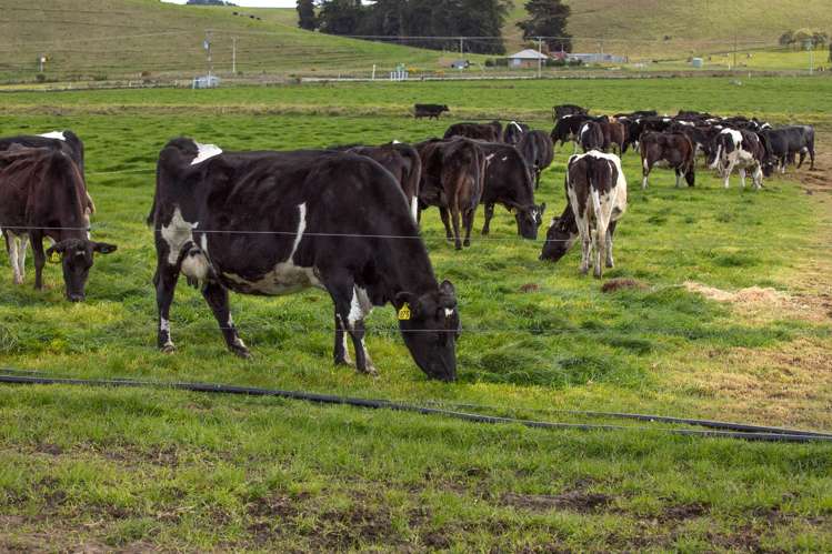 4088 Waimate Highway Morven_3