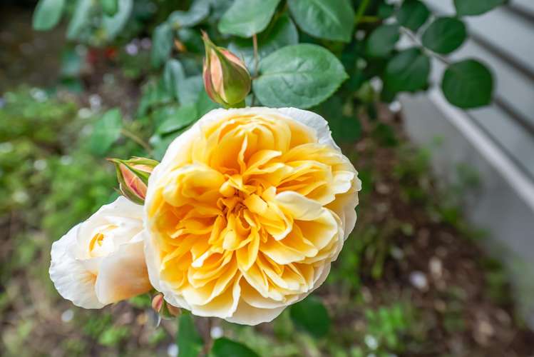 19 Hinau Street Woburn_19