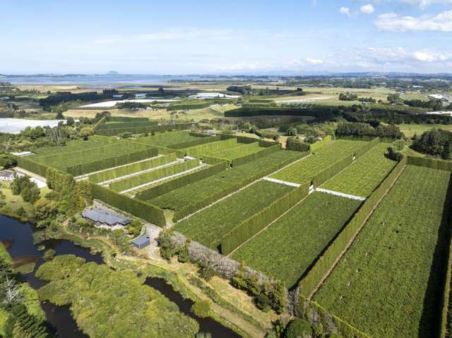 Stunning G3 & HW kiwifruit lifestyle opportunity!!