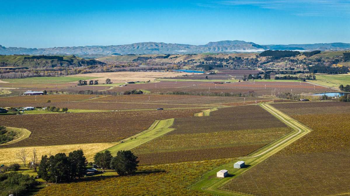 Colefield Vineyard, Aorangi Road_4