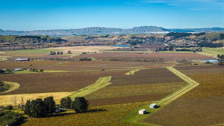 Colefield Vineyard, Aorangi Road Maraekakaho_8