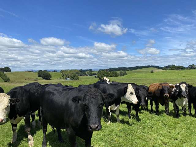 A slice of countryside, Close to town ( Dannevirke ) 30ha