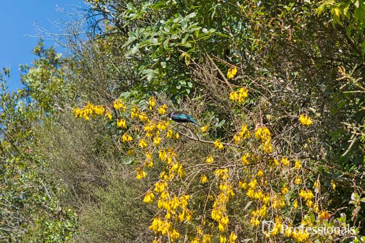 14 Wyndham Road Pinehaven_17