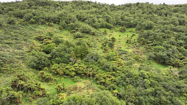 7957 State Highway 2 Opotiki Surrounds_4
