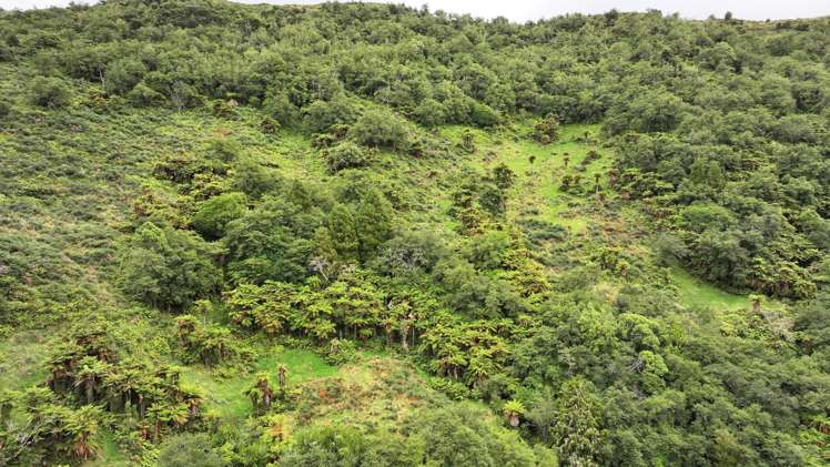 7957 State Highway 2 Opotiki Surrounds_4