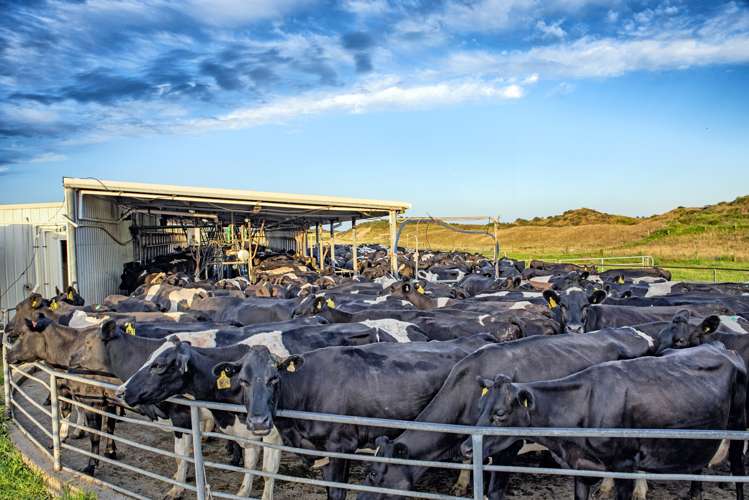 30 Snell Road Opotiki Coastal_9