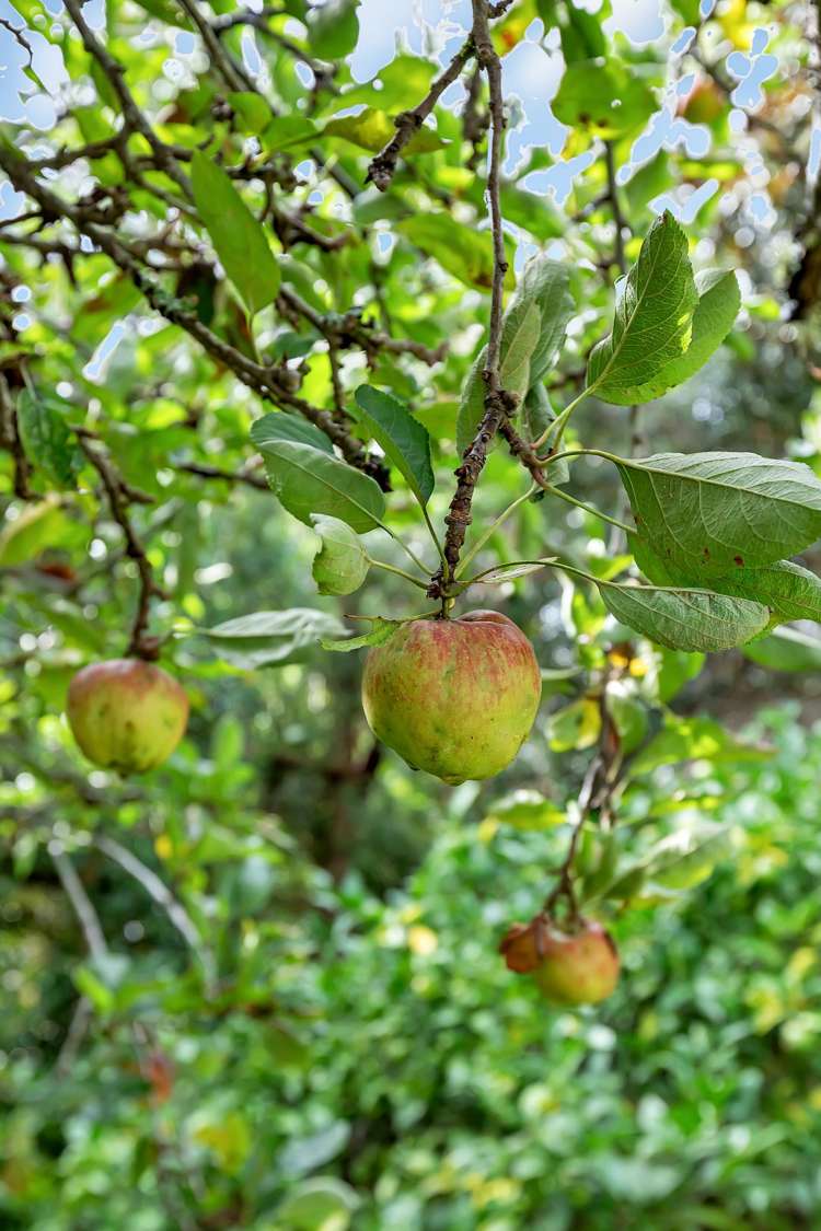 15 Totara Place Raumanga_24