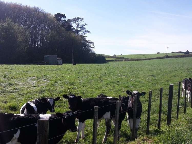 346 Rugby Road Tariki_34