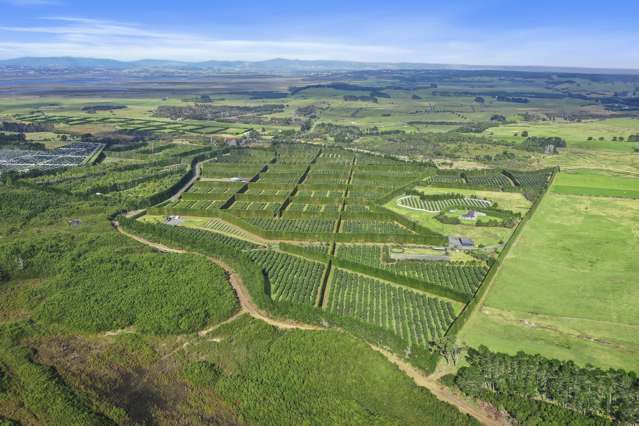 Northland avocado investment opportunity beckons