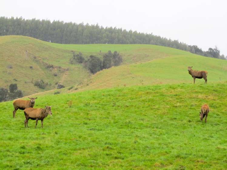 25 Keenan Road Tuatapere_18