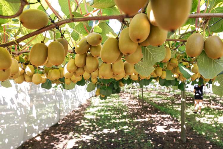 881b Te Matai Road Te Ranga_17