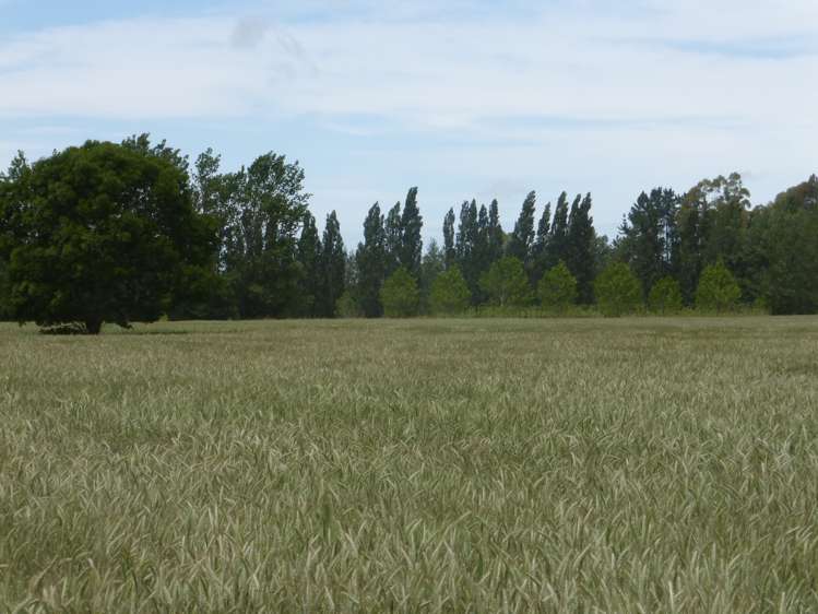 72 Grahams Road Tinwald_6